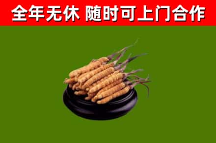 达日回收散虫草